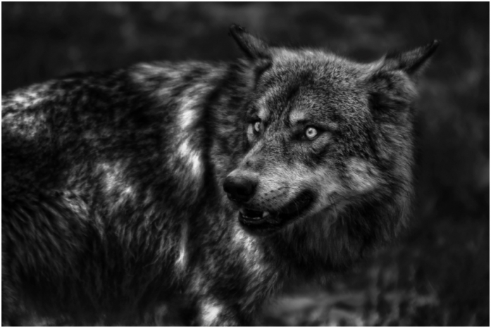 Dans Les Bois Du Quercy, photography by Gil Tunez. In Nature, Animal, Wild