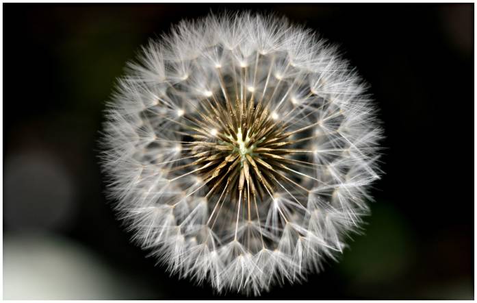 Explosion, photography by Gil Tunez. In Nature, Vegetal, Flower, plant