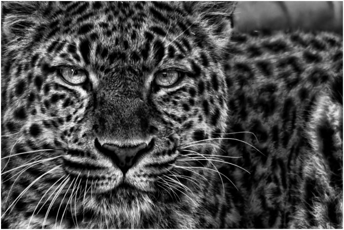 Un Regard!, photography by Gil Tunez. In Nature, Animal, Wild