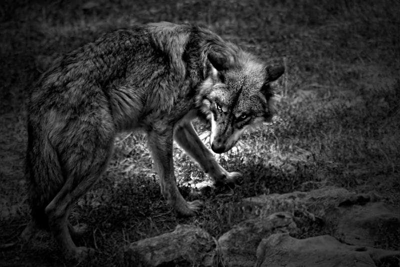 A Wolf Before Nightfall, Artwork by Gil Tunez