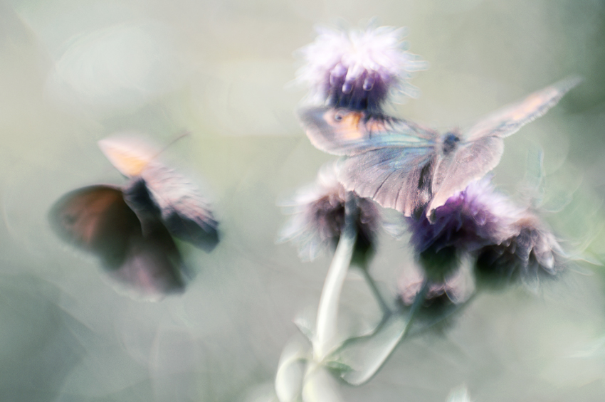 Sans titre, photography by Danuta Turkiewicz. :) blue blue grass.... A100, lensbaby composer. In Nature, Animal, Insect
