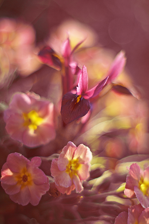 Samba, photography by Danuta Turkiewicz. :). A100; 55/1,8. In Nature, Vegetal