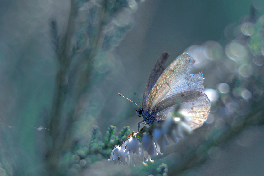Sunglasses, photography by Danuta Turkiewicz. :) blue blue grass.... A100; 105/2,8. In Nature, Animal, Insect