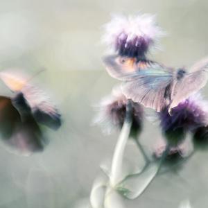 Sans titre by Danuta Turkiewicz