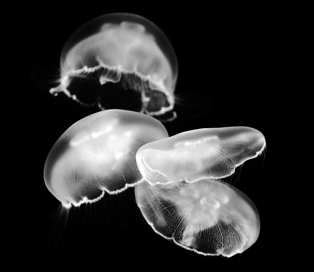 Glowing Creatures, photography by Jason Sullivan. Jelly fish floating in a feeding pattern.. Nikon D3, 70-200mm f2.8 lens, tripod. ISO 800, 1/80 at f4.5, -1/3 EV, spot meter, no flash, very low light.. In Nature, Animal, Aquatic life
