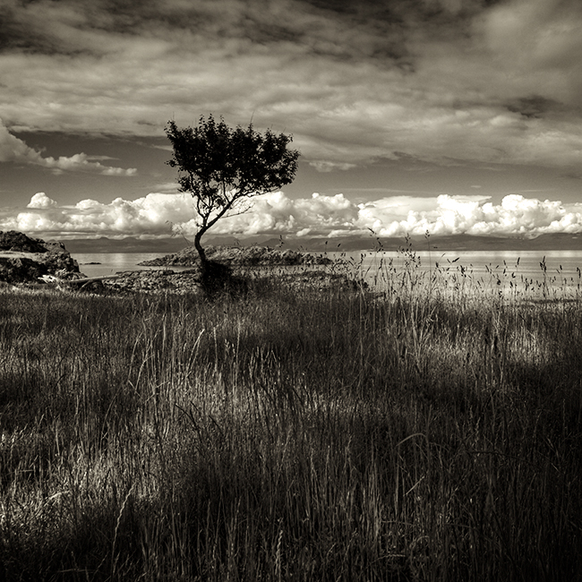 Neck Point, photography by Bill Vander Sluys. Strait of Georgia again.... Canon 5D, Tamron 17-35mm. In Nature, Vegetal, Tree, forest