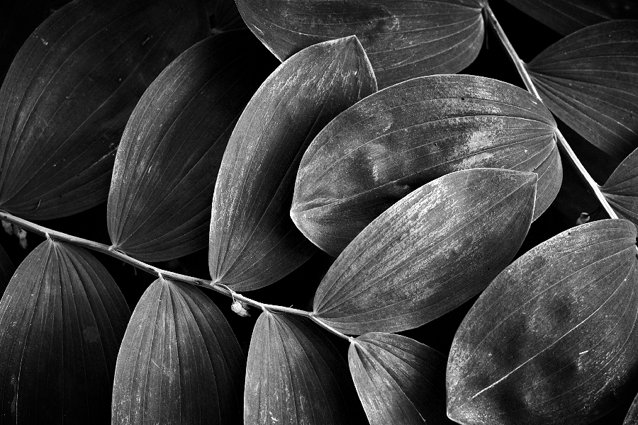 Interleaved, photography by Bill Vander Sluys. a study in repeating forms.... Canon 5D, Canon EF 100mm f/2.8 Macro USM. In Nature, Vegetal