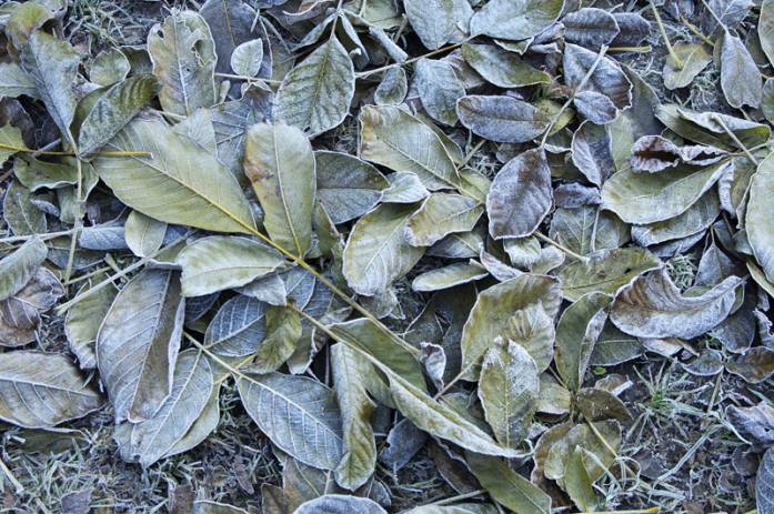 The First Groundfrost, photographie de Bogdan Jankowski. Nikon D90. Dans Nature, V&eacute;g&eacute;tal