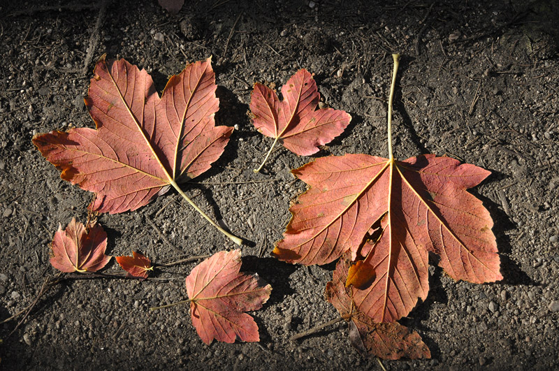 Autumn Leaves, Cr&eacute;ation de Bogdan Jankowski. Nikon D90. Dans Nature, V&eacute;g&eacute;tal