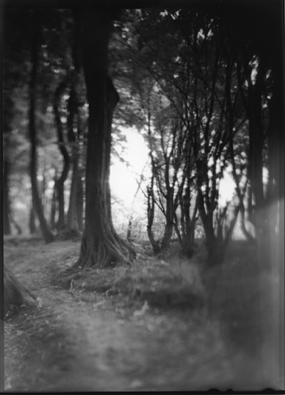 Untitled, photography by Paweł Zugaj. In Nature, Vegetal, Tree, forest