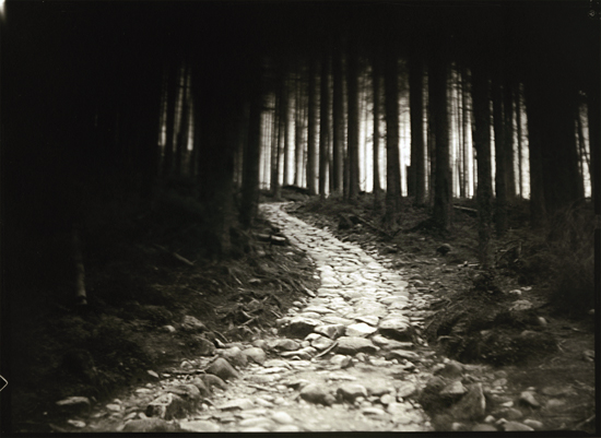 Untitled, Artwork by Paweł Zugaj. In Nature, Vegetal, Tree, forest