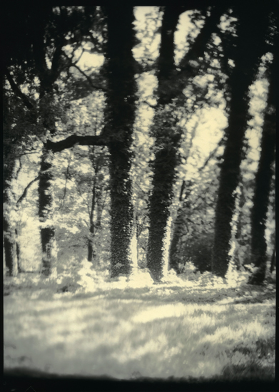 Untitled, Artwork by Paweł Zugaj. In Nature, Vegetal, Tree, forest