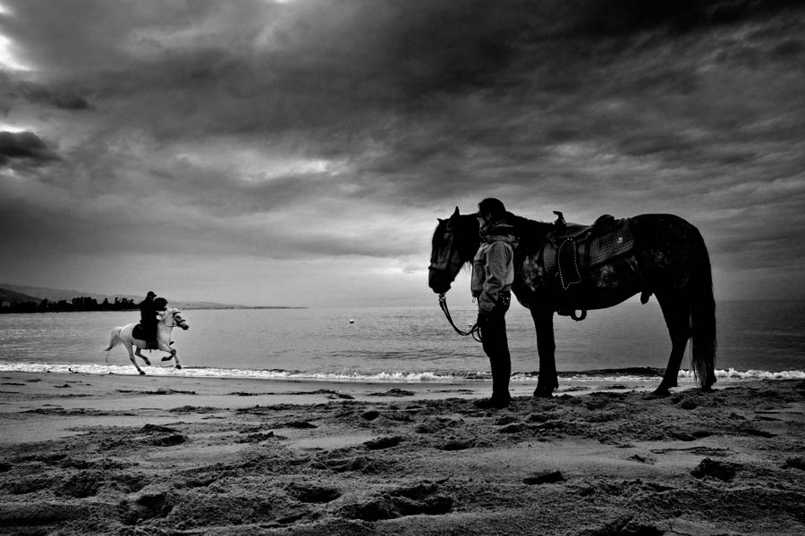horses, Artwork by Enzo Penna