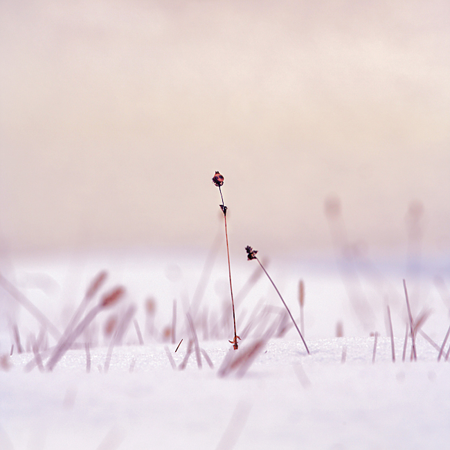 -lean on me-, photography by Martina Skrobot. In Nature, Vegetal