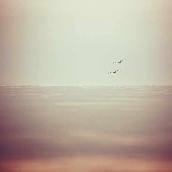 Fly With Me, photography by Martina Skrobot. In Nature, Animal, Bird