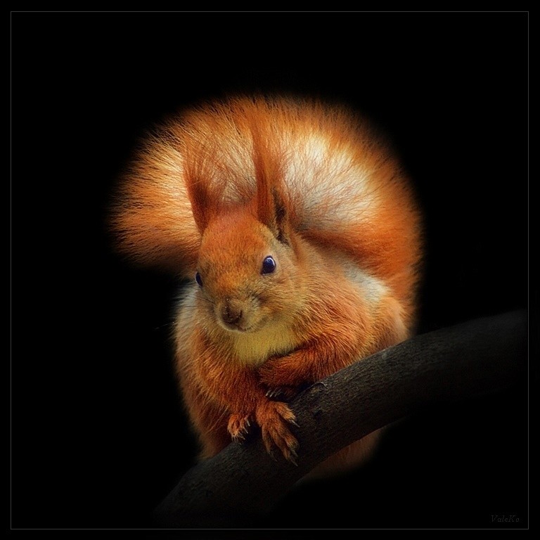 Squirrel on black, photography by Valentyn Kolesnyk (valeko). In Nature, Animal, Wild