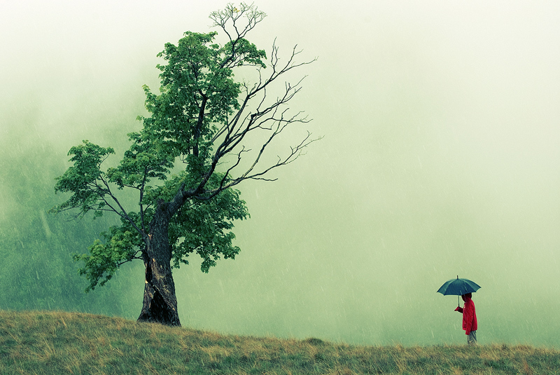 Nikon D80, Nikkor 70-300 mm. PS CS3. In Nature, Vegetal, Tree, forest. Strange dialog, photography by Sorin Vidis. Image #138940