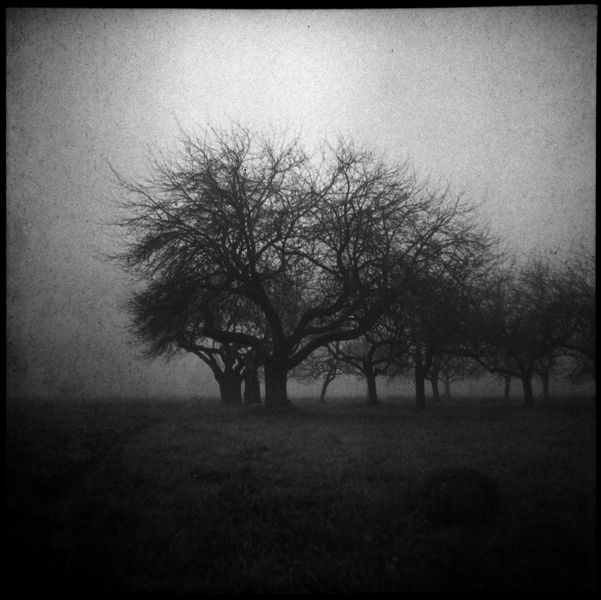 Lubitel / SVEMA FN125 expired 1993 / ilfotec LC29. In Nature, Vegetal, Tree, forest. Untitled, photography by Emil Kowalik. Image #429182