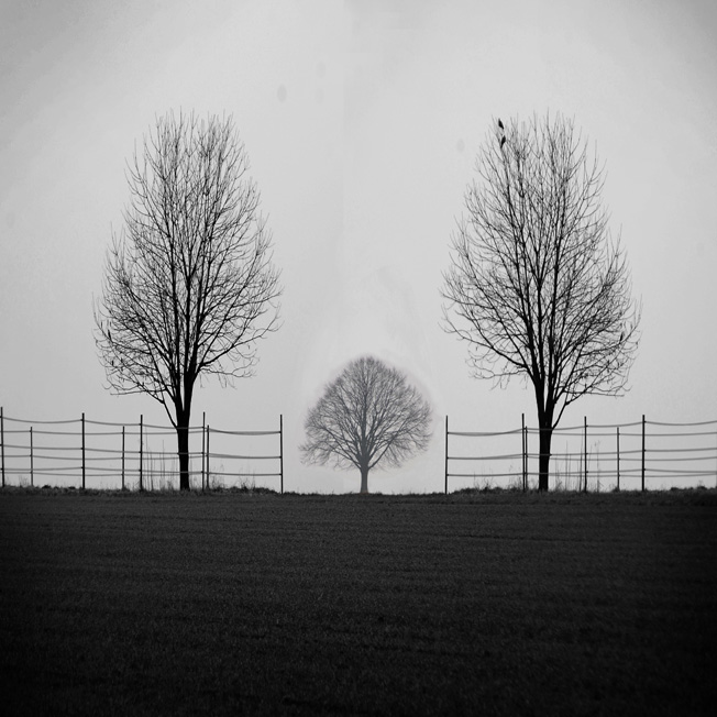 Untitled, photography by Michael Lebed. Nikon D 700. In Nature, Vegetal, Tree, forest