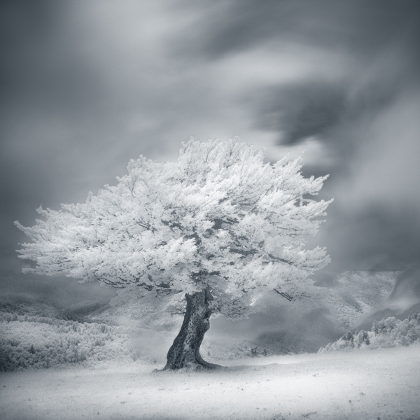 In Nature, Vegetal, Tree, forest. Moonwalk, photography by Yann Grancher. Image #404435