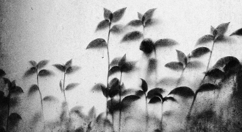 Plants behind a glass. Canon 400D EF-S 18-55 mm. ISO 1600, 18 mm. In Nature, Vegetal. Leaves, photography by Nelson Mineiro. Image #130293