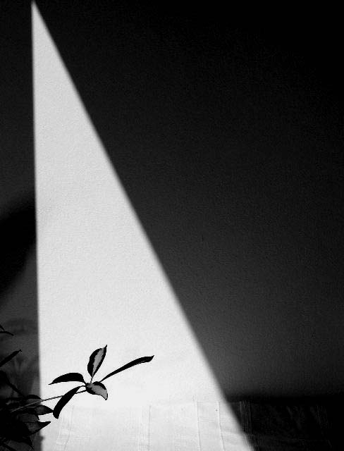 Delicado, photography by Guelfo Ajello