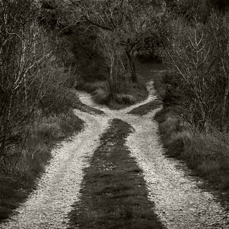 dilemma II, photography by Zeljko Jurcic. "the road not taken" by Robert Frost. Olympus. In Nature, Vegetal, Tree, forest