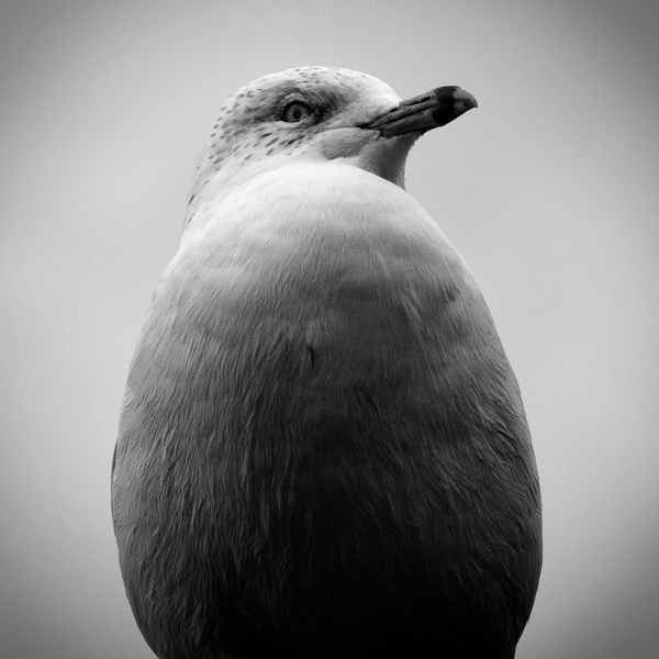 Pride, photography by Paul Laurent Hughes. Nikon D80 + 18-135mm. In Nature, Animal, Bird