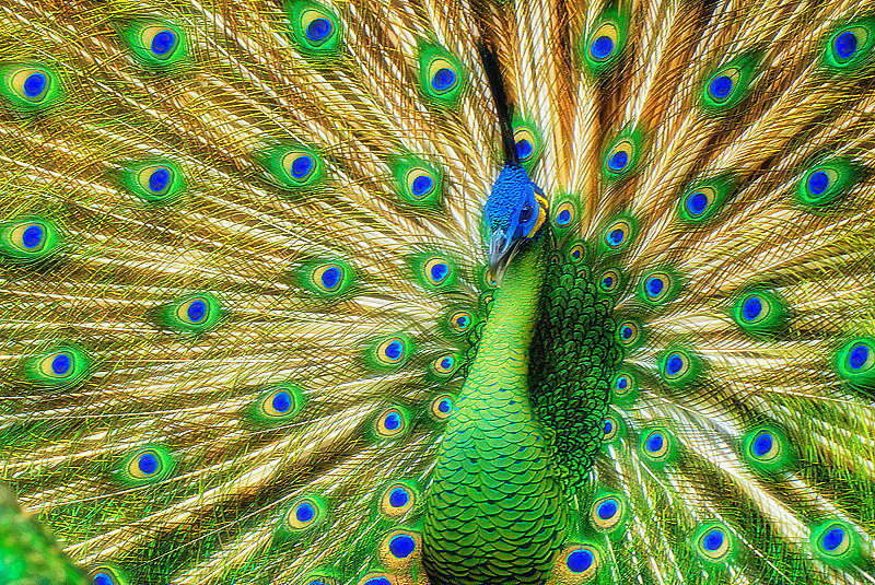 The Great King of Peacock, photography by Prem Promono Handoko. Nikon D200 + Nikon 80-200mm f/2.8. In Nature, Animal, Bird