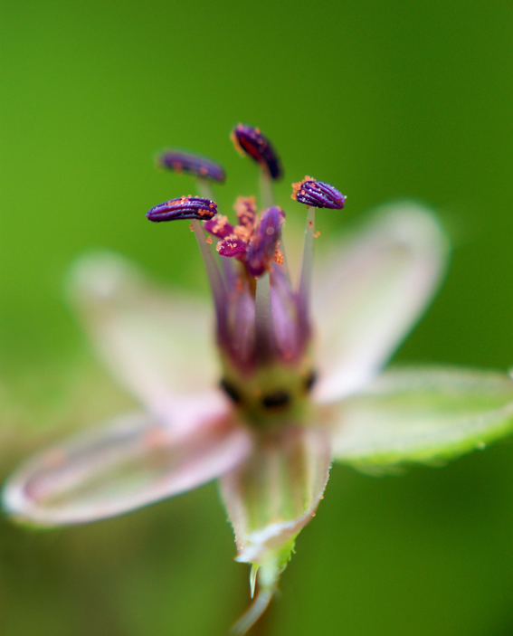 Pistilssssss, photography by Alain Brechbuhl. In Nature, Vegetal