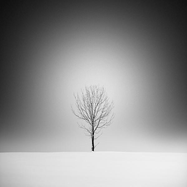 Lost Tree