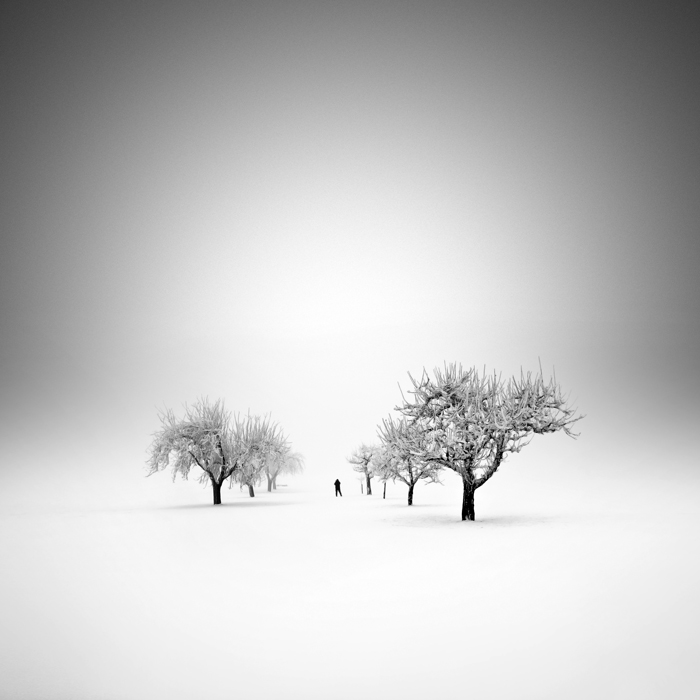 Untitled, photography by Maximilian+christian Baeuchle. In Nature, Vegetal, Tree, forest