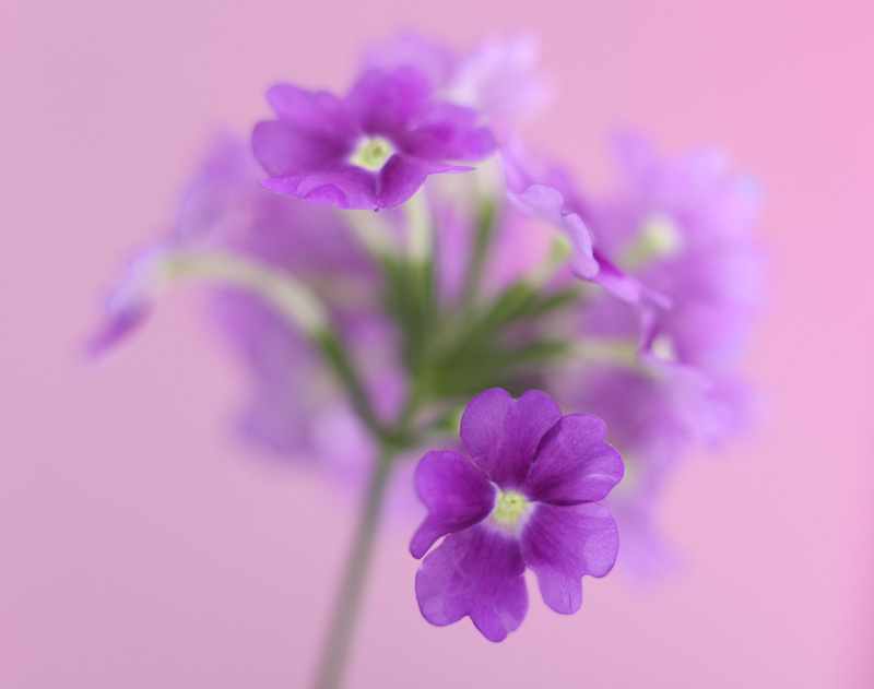 Canon 5D MarkII. In Nature, Vegetal. Tout En Douceur, photography by Aur&eacute;lia Charpentier. Image #211715