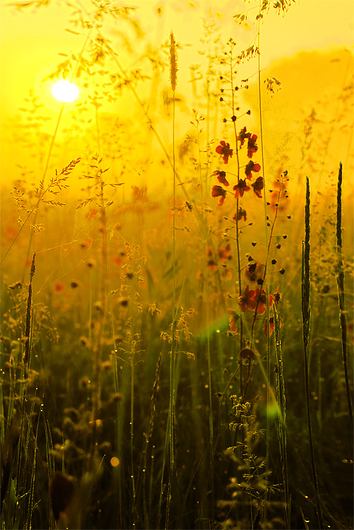 Sunrise, photography by Konstantin Kirgincev. In Nature, Vegetal