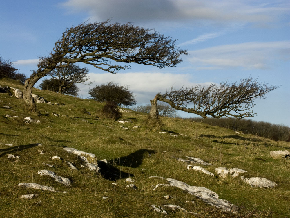 Wind bent trees, Artwork by Acacia Fyne