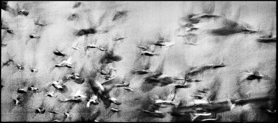Untitled, photography by Virginia Fragiacomo. http://www.youtube.com/watch?v=CZqWXeJbYtI&feature=related. In Nature, Animal, Bird