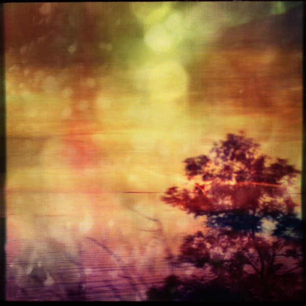 In Nature, Vegetal, Tree, forest. Untitled, photography by Virginia Fragiacomo. Image #391521