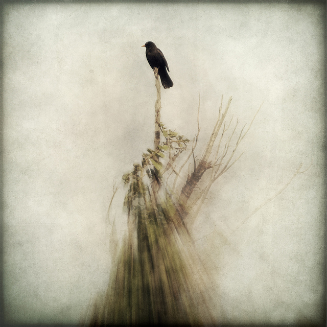 The Last Refuge, photography by Vangelis Bagiatis. Canon Powershot G7. In Nature, Animal, Bird