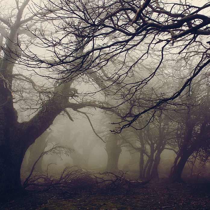 Walnut Forest, photography by Vangelis Bagiatis. 2011@Greece, Evia. Canon EOS 50D. In Nature, Vegetal, Tree, forest