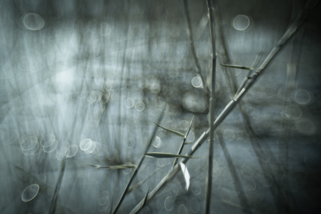 2012@GREECE, Athens. Canon EOS 50D, Lensbaby Composer Pro (Sweet 35). In Nature, Vegetal, Flower, plant. A Kingdom Of Secret Transmissions, photography by Vangelis Bagiatis. Image #388920