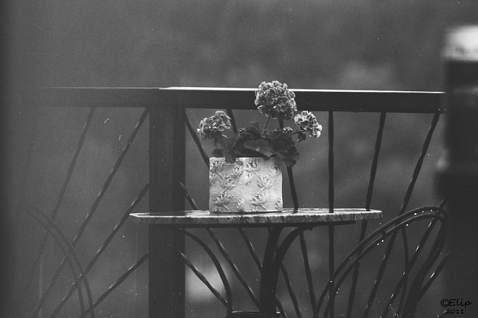 Evening Flowers, Artwork by Rei Rei. view from my window. one summer evening. testing my new film camera.... zenit fotosniper (TAIR lens)