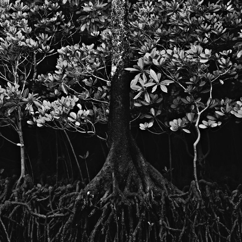White Sound, photography by Cristian Predut. Limited Edidion 1 - 1/3 to 3/3 - available
Limited Edidion 2 - 3/3 to 7/7 - available
Limited Edidion 3 - 2/21 to 21/21 - available

http://cristianpredut.com/?page_id=586. Canon 5D MK2. Capture One, Photoshop. In Nature, Vegetal, Tree, forest