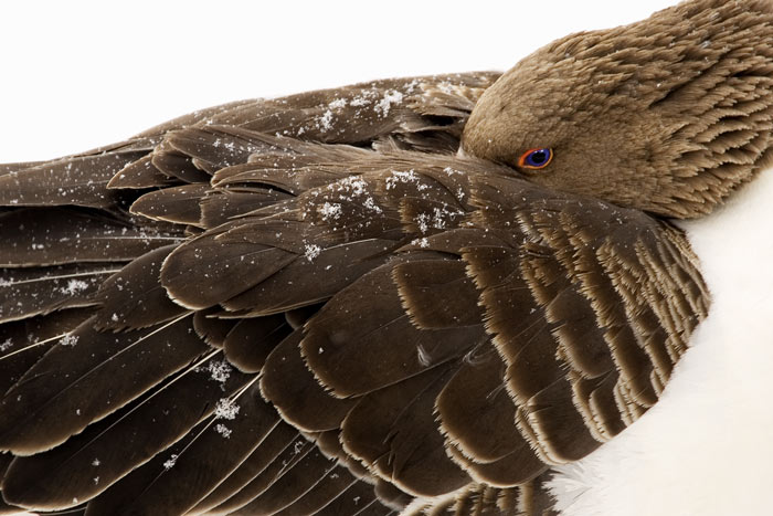 Having rest, photography by Bar?? Koca. In Nature, Animal, Bird