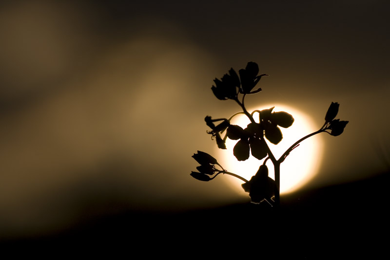 Shadow, photography by Bar?? Koca. eos 30D, sigma 180mm. In Nature, Vegetal