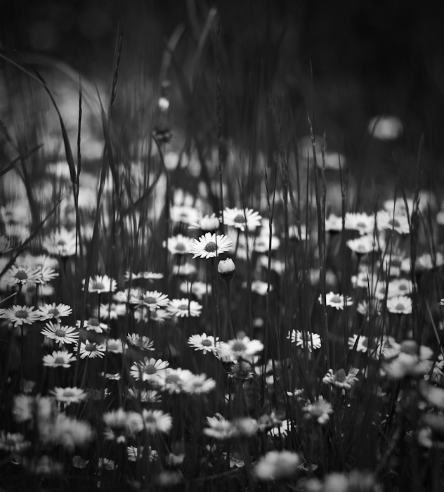 silence, photography by Deividas. In Nature, Vegetal