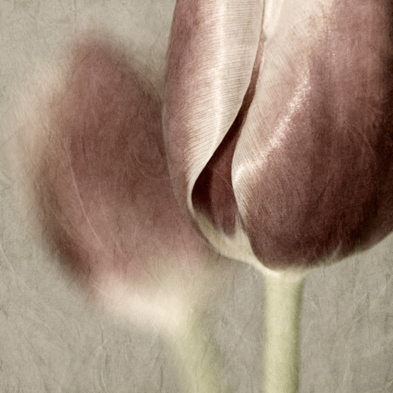 ~ gentle touch ~, photographie de Jeannette Woitzik. Canon EOS 1D. Dans Nature, V&eacute;g&eacute;tal