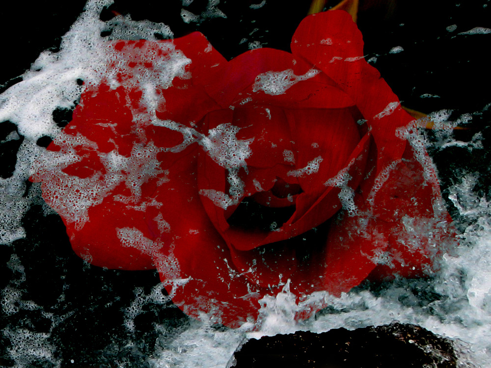 Rose And Sea, photography by Ljubinka Garda&scaron;evi?-mori?. Red rose swalloewd by the sea.
At least I know that she won't fade.
So I beg the sea to preserve us 
that we be endless and  eternal in our embrace
like now are this rose and the sea.
(Željka Jur?i?-Klekovi?). Canon Power Shot S3 IS. ps. In Nature, Vegetal
