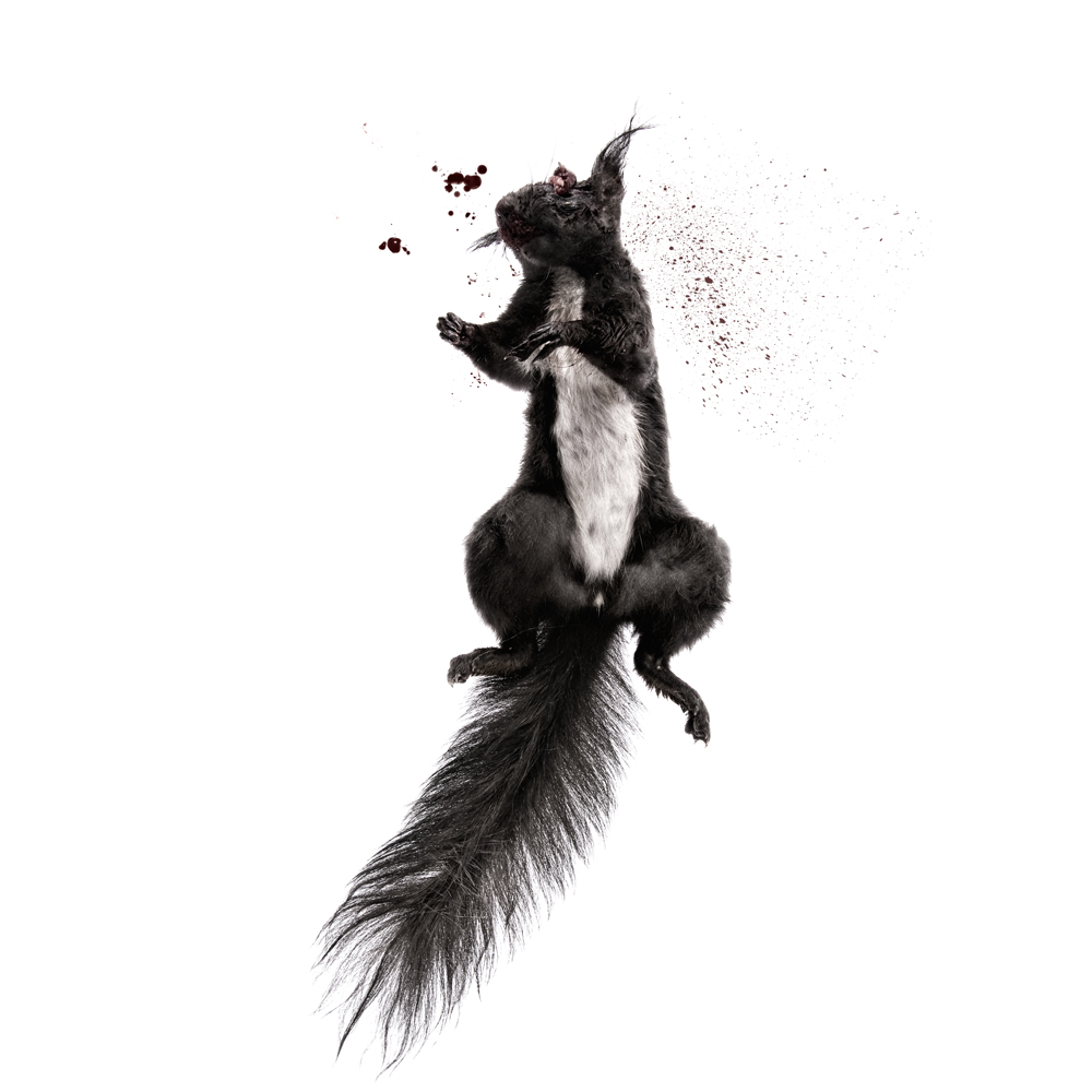 Death, Study 3, photography by Dario Fuzinato. D300. In Nature, Animal
