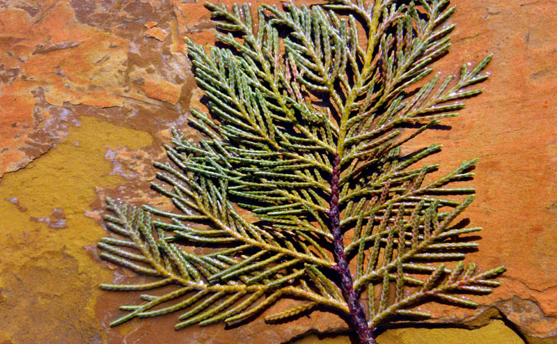 Natural Selection, Artwork by Dean Uhlinger. 200@f8. Nikon P90. photoshop. In Nature, Vegetal