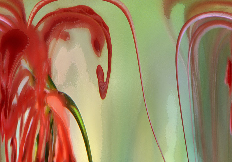 Floral Thought, Artwork by Dean Uhlinger. 125@f4.5. Pentax 67/velvia film. photoshop. In Nature, Vegetal
